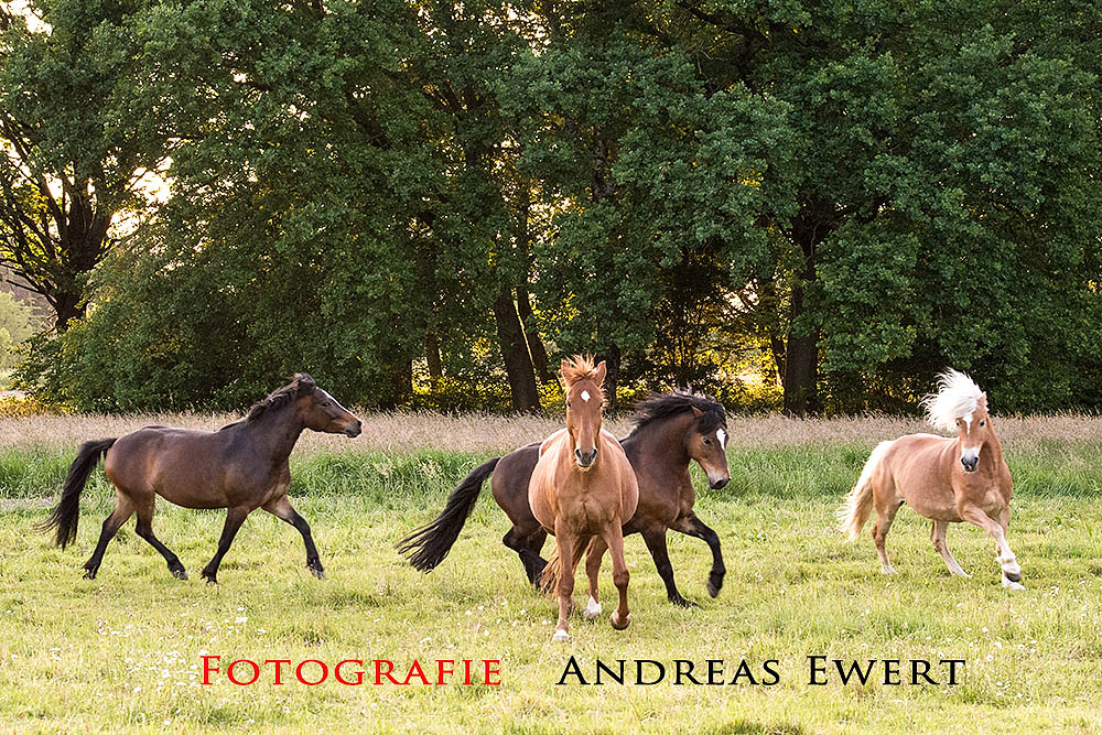 Exzellente Fotos? Fragen Sie Andreas Ewert aus Baden-Baden und Lichtenau