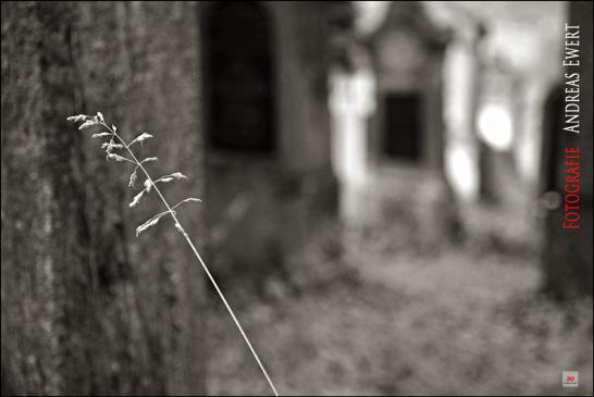 Graveyard - Fotografie Andreas Ewert Baden-Baden